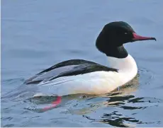  ?? Photo by Dennis Morrison ?? A male goosander, a stunning saw billed duck which are increasing in number.