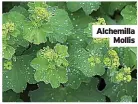  ?? ?? Alchemilla Mollis