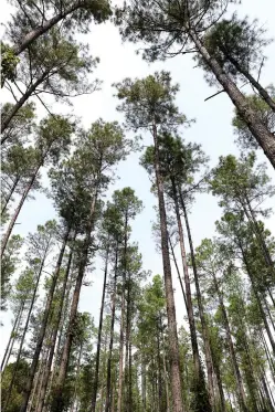  ?? The Sentinel-Record/Richard Rasmussen ?? ■ Young planted pine trees in north Garland County as seen on Friday.