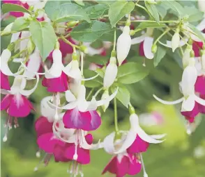  ??  ?? Try to protect your fuchsias from frost.