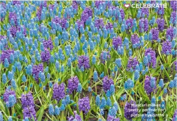  ??  ?? Muscari makes a pretty partner for purple hyacinths