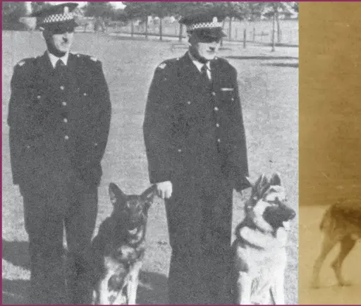 ??  ?? It was a series of events in Edinburgh during 1911 that paved the way for more than a century of countless four-legged detectives sniffing out suspects for police around the globe