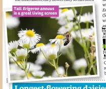  ??  ?? Tall Erigeron annuus is a great living screen