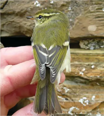  ?? ?? TWELVE: Yellow-browed Warbler (North Ronaldsay, Orkney, 5 October 2007). This in-thehand Yellow-browed Warbler gives a fabulous view of its wing markings. The whitish greater covert wing-bar is stunningly broad, the prominent median covert wing-bar can just be seen and the white tips and fringes to the outer webs of the tertials are very broad and obvious. Also clearly visible here are the bright green fringes to the wing feathers and neat white tips to the secondarie­s and inner primaries, a feature of all three species on good views. Note also the spiky extensivel­y pale-based bill and the typical face pattern of Yellow-browed Warbler.