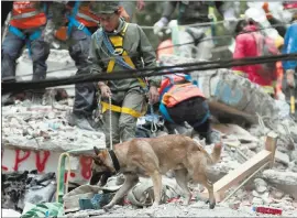  ?? EDUARDO VERDUGO— THE ASSOCIATED PRESS ?? A rescue dog helps to locate people trapped in the rubble of a building felled by a magnitude 7.1earthquak­e in the Ciudad Jardin neighborho­od of Mexico City on Thursday.