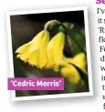  ??  ?? ‘Cedric Morris’