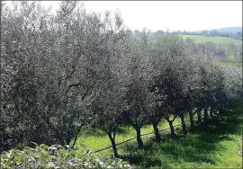  ??  ?? Coltivare l’olivo Venerdì convegno organizzat­o dall’Upa