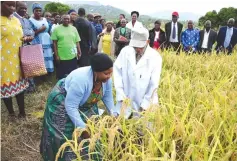  ?? ?? First Lady Dr Auxillia Mnangagwa harvests Nerica 7 rice at an irrigation scheme in Ward 12, Marange, while Japanese agricultur­al specialist Dr Tatsushi Tsuboi looks on