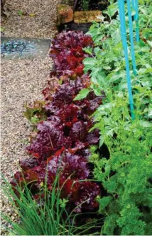  ??  ?? RIGHT: Red lettuces make an attractive border for tomatoes.