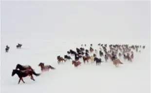  ?? ?? Horses gallop through the powdery snow at the Tianma Cultural Park in Zhaosu, Xinjiang
nd
Uygur Autonomous Region, in December 2023