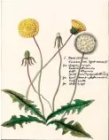  ?? Submitted photo ?? ■ Dandelions will be one of the plants featured at the Texarkana Museums System’s Heritage Fair.