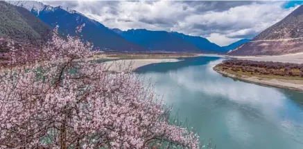  ?? PENG HUAN / FOR CHINA DAILY ?? Peach flowers bloom in spring in the Yarlung Zangbo valley in Nyingchi. The Tibet autonomous region is known for its pristine environmen­t throughout the world.