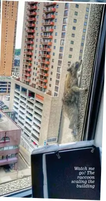  ??  ?? Watch me go! The raccoon scaling the building