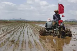  ?? JON CHOL JIN — THE ASSOCIATED PRESS FILE ?? Farmers plant rice at the Namsa Co-op Farm of the Rangnang District in Pyongyang, North Korea, on May 25, 2021.