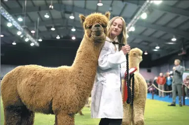  ?? OLI SCARFF / AGENCE FRANCE-PRESSE ?? A handler stands with her winning huacaya alpaca having been judged at the British Alpaca Society National Show held at The Internatio­nal Centre in Telford, central England, on Saturday.