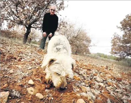  ?? (Photo Valérie Le Parc) ?? Francis Gillet, ici avec Nico dans une truffière, n’avait jamais connu une telle sécheresse.