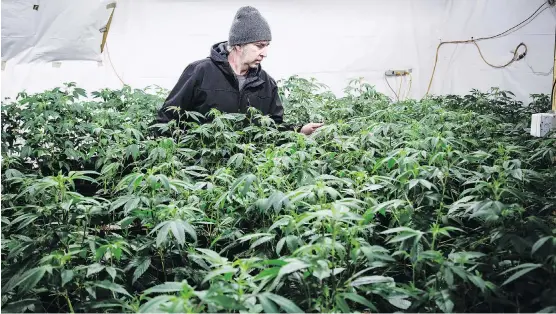  ?? BEN NELMS / BLOOMBERG ?? Kevin McBride, owner of Kootenay’s Finest craft pot brand, inspects plants at his small grow operation near Crawford Bay, B.C. His operation reaps some of the world’s finest strains. Pot pioneers like him are contending with the Toronto “suits,” who are increasing­ly dominating the trade after marijuana’s legalizati­on.