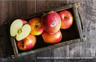  ?? ?? nd
Una cassetta di mele Royal Galla Bio della Val Venosta.