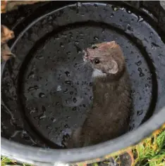 ?? Foto: Andreas Lode ?? Gerettet: Pentti Buchwald hat das Mauswiesel in einem Eimer gefangen und auf dem Spielplatz ausgesetzt.