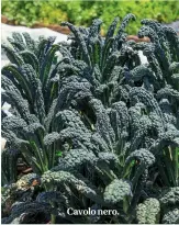  ??  ?? Cavolo nero.