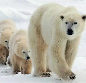  ?? JONATHAN HAYWARD / THE CANADIAN PRESS FILES ?? A polar bear and cubs go for a walk near Churchill, Man. There is growing disagreeme­nt between the Inuit and scientists on how climate change will affect the bears.