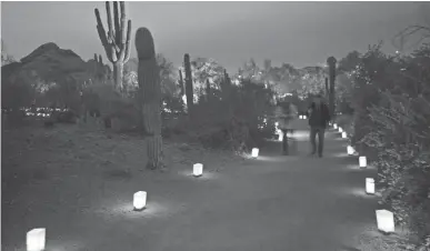  ??  ?? Las Noches de las Luminarias display at Desert Botanical Garden in Phoenix.