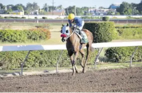  ?? (Photos: Garfield Robinson) ?? Kem (Tevin Foster) on his way to the winners’ enclosure after winning Division Two of the George Hosang Trophy on Saturday, February 3, 2024.