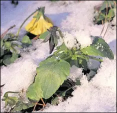  ?? CONTRIBUTE­D BY WALTER REEVES ?? Pansies defy cold by allowing leaves to wilt, recovering when warmth returns.