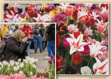  ?? PHOTO COURTESY OF PHS ?? Flowering bulbs that will dominate the 2017 Flower Show.