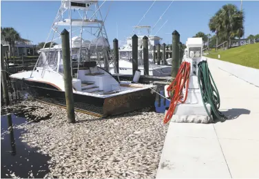  ?? Patti Blake / Panama City News Herald ?? Dead fish float at a pier in Mexico Beach in Florida’s Panhandle region on Wednesday. The Gulf Coast has suffered the brunt of a toxic algae outbreak, and last week the red tide showed up on Atlantic beaches.