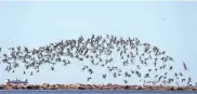  ?? ELIZABETH CONLEY/HOUSTON CHRONICLE ?? A flock of black skimmers flies above the shoreline at Bolivar Flats. A study examined migration from Texas to North Dakota and found that birds were less likely to take off for an evening’s flight during “space weather.”