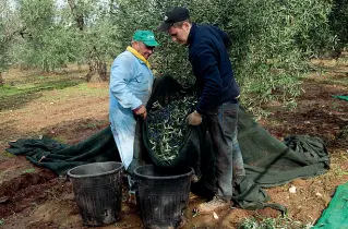  ??  ?? La raccolta e la lavorazion­e delle olive nell’Oleificio sociale di Cassano (ph Rossano Percoco)