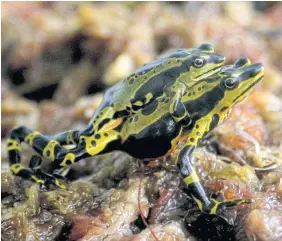  ??  ?? HITCHING A RIDE: A pair of phantasmal poison-arrow frogs at the Jambatu Center.