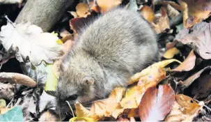  ?? Alan Wright ?? Rats are unpopular guests in our garden