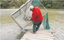  ?? Picture / Geoff Thomas ?? A whitebaite­r checks his net on the Mokau River.