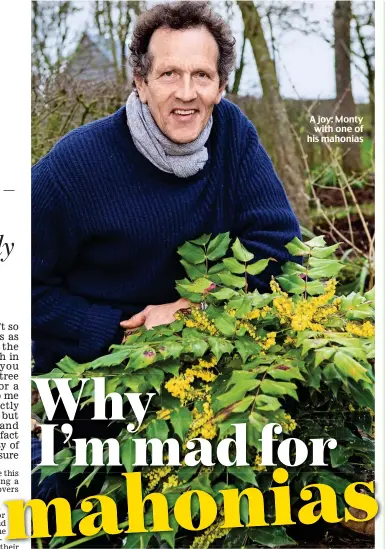  ??  ?? A joy: Monty with one of his mahonias