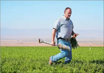  ?? MARCIO JOSE SANCHEZ AP PHOTO ?? Jeff Huckaby, president and
CEO of Grimmway, walks on a carrot field owned by the company on Sept. 21 in New Cuyama, Calif. In the Cuyama Valley northwest of Los Angeles, two of the country’s biggest carrot farmers filed a lawsuit in a bid to have their groundwate­r rights upheld by a judge. The move pushed hundreds of small farmers and cattle ranchers, local residents and even the tiny school district into court, and has prompted community outcry and a call for a carrot boycott.