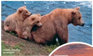  ??  ?? A family of Alaskan brown bears