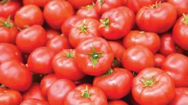  ?? ?? Tomato on high demand in Plateau