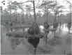  ??  ?? A mangrove swamp in North Carolina.
