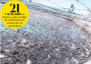  ?? CORTESÍA SECRETARÍA DE PESCA ?? En Tamaulipas hay más de 100 granjas acuícolas en operación