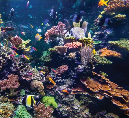  ??  ?? A coral reef – just one of the many wonders which lie beneath the waves