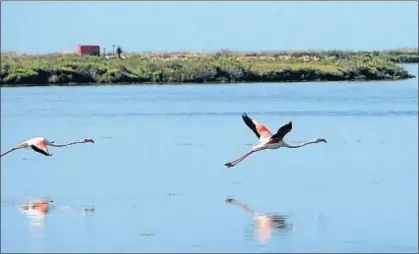  ?? V. LLURBA ?? El Delta ofrece lugares donde perderse, como el parque natural junto a las salinas de la Trinitat