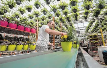  ?? JULIE JOCSAK TORSTAR ?? Derek Hanna, a general labourer at Creekside Greenhouse­s, packs flowers for Easter at the Jordan facility.