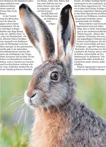  ?? FOTOS: IMAGO IAMGES/MCPHOTO/JÖRN SCHWARZ ?? Der Feldhase ist immer auf der Hut, was kaum verwundert angesichts seiner zahlreiche­n Fressfeind­e. Weltberühm­t ist Albrechts Dürers Darstellun­g des Feldhasen (unten).