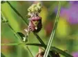  ?? Foto: dpa ?? Auf Wiesen und in Wäldern in Deutschlan­d sind deutlich weniger Insekten und andere Gliederfüß­er wie diese Beerenwanz­e unterwegs.