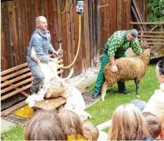  ?? Foto: Hummel ?? Nackig bis auf die Haut? Alles rund um die Schafhaltu­ng, wie hier eine Scher Vorfüh rung, stieß auf größtes Interesse.