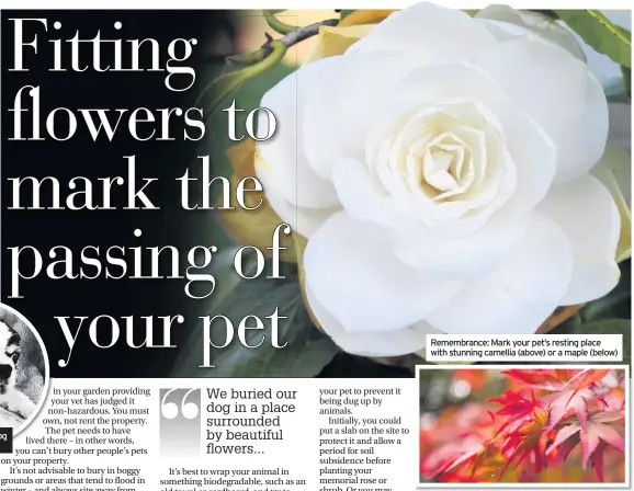  ??  ?? Diarmuid’s dog Coco Chanel Remembranc­e: Mark your pet’s resting place with stunning camellia (above) or a maple (below)