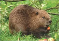 ??  ?? Three pairs of beavers will be released over two sites, to help restore wildliferi­ch habitats