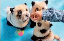 En China Tinen Los Perros Como Bebes Panda Pressreader